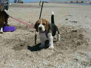 Beagle Cachorros Tricolor Con Papeles