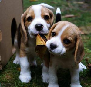 Cachorros Beagle Unicos