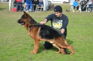 Cachorros Ovejeroa Aleman Con Pedigree