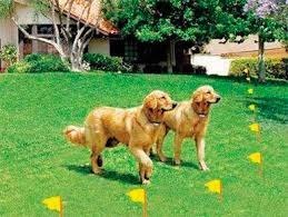 Cercos Invisibles Para Perros Dogguard