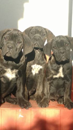 Excelentes Cachorros Cane Corso,hijos Nietos De Campeones!!