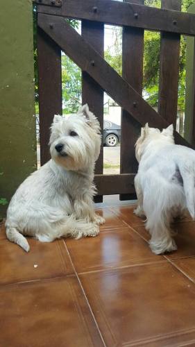 West Highland White Terrier. Westy.westie Con Pedigree