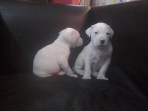 Cachorros Dogo Argentino