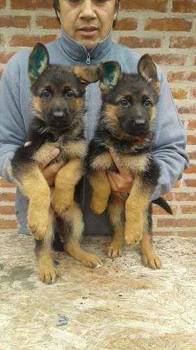 Excelentes Cachorros Ovejero Aleman Poa