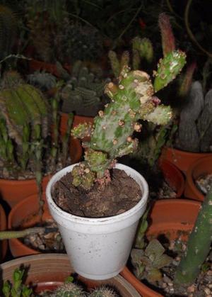 cactus monacantha f. monstruosa variegata de 11 cm de alto.