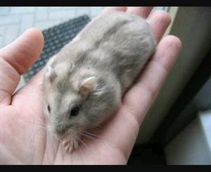 Hamster Ruso (hembra)