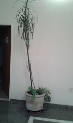 Maceta con planta tipo palmera y potus para interior