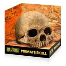 Exo Terra Primate Skull.