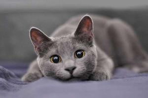 Gato Azul Ruso Cruz Con Siames Divinos
