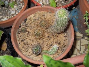 tres variedades de cactus en maceta de barro - colección