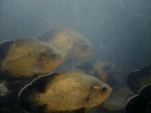 Astronotus Cobre, Albino Y Tigre.