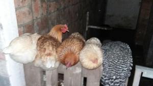 Gallinas Ponedoras Y Bataraz Lote