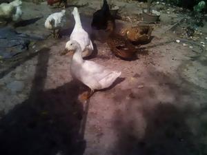 Vendo Patos Pekin Y Marruecos