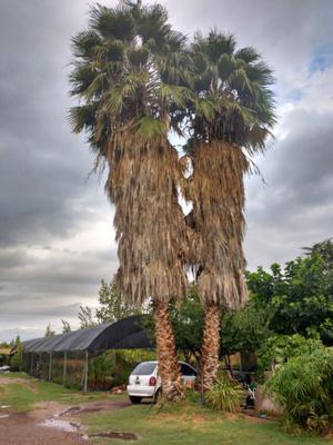 Vendo palmeras gemelas 10 a 12 mts