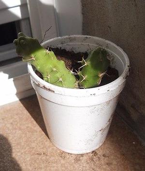 Cactus Echinocereus Pentalopus en recipiente de 10cm