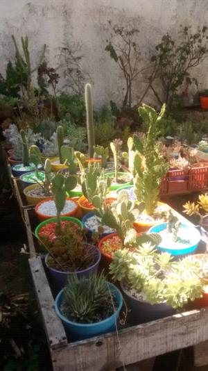 Cactus y suculentas venta al por mayor y menor souvenir