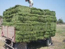 ALFALFA SANTIAGO VENDE FARDOS DE ALFALFA DE PRIMERA CALIDAD