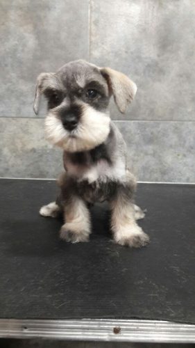 Schnauzer Mini Regalo Día Del Padre!!!