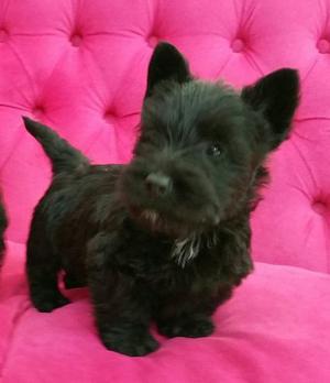 Scottish Terrier Machito Con Papeles De La Fca