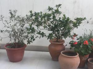 4 macetones con plantas