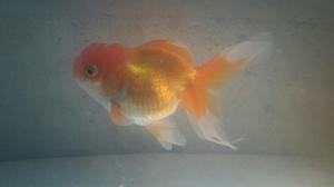 Pez Oranda Clasificado