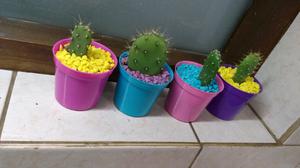 Cactus ideal para revender o souvenirs!!