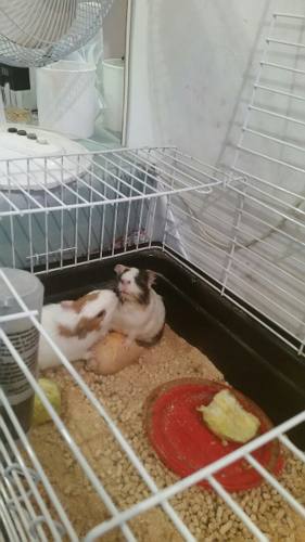 Cobayos - Macho Y Hembra