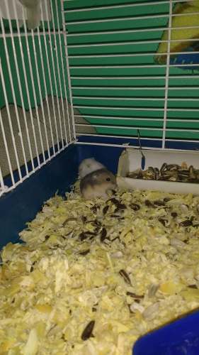 Hamster Ruso