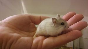 Hamsters Rusos. Mascota Divertida Y Dócil