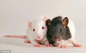 Ratas Y Ratones Para Mascotas Y Alimento Vivo/congelado