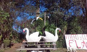 Cisnes de cemento