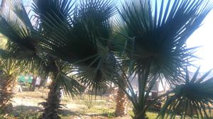 Vendo palmera 4m/6m/ 