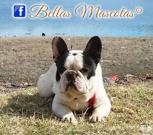 El mas bello Bulldog Frances adulto vaquita busca novia stud