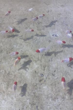 Combo De Peces De Agua Fría 4 Cm Variados A 300 Pesos