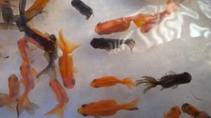 Peces Carassius Telescopicos Shubunkin De 3 Centimetros