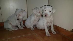 Cachorros De Dogo Argentino