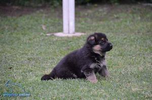 Cachorros Ovejero Alemán Pedigree De Poa Tatuados