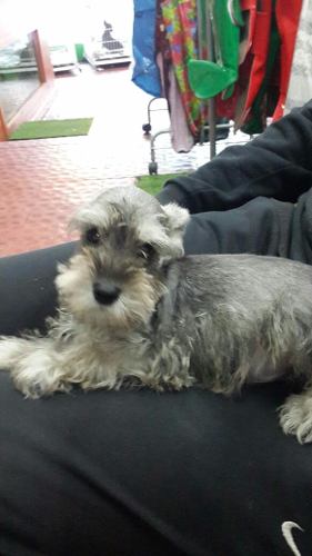 Hermosos Schnauzer Miniatura Solo 1 Machito