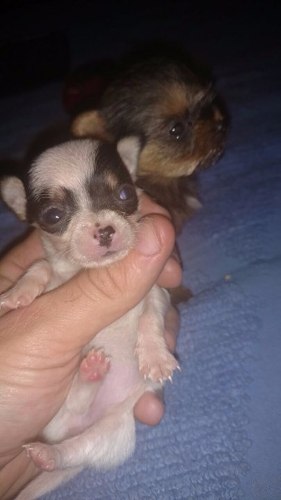 Increíbles Chihuahuas De Bolsillo, Ojos Claros, Cabeza De M