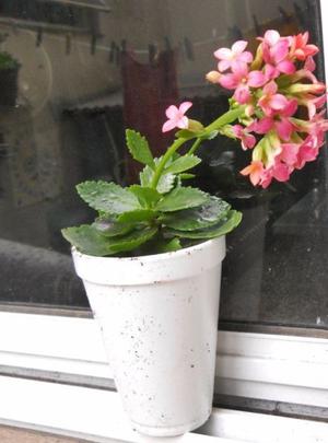 kalanchoe blossfeldiana flor rosa simple