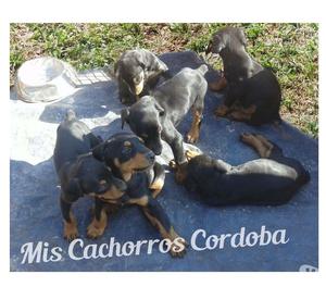 HERMOSOS DOBERMAN MACHITOS Y HEMBRITAS! ENVIOSTARJETAS