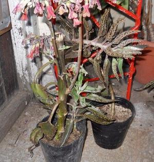 Planta Kalanchoe Daigremontina De 40 Cm Adulta