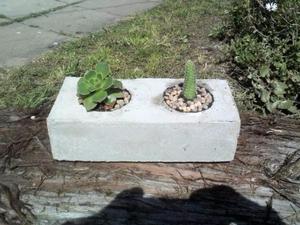 macetero de cemento en block con cactus y echeverria