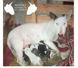 CACHORROS DE BULL TERRIER