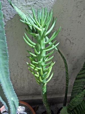 Cactus Opuntia Subulata, Alfileres De Eva, Adulta, Alta