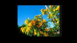 ARBOL DE VEREDA GUARAN AMARILLO O LAPACHILLO