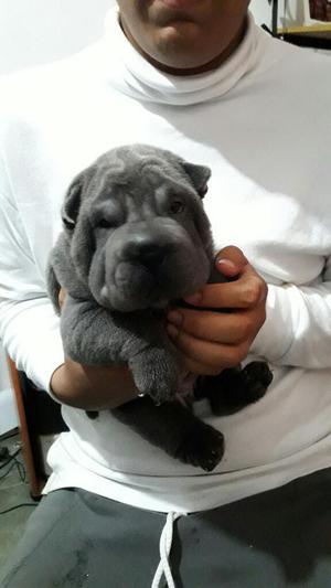 Vendo Shar Pei