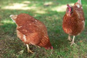 Gallinas Coloradas Alta Postura