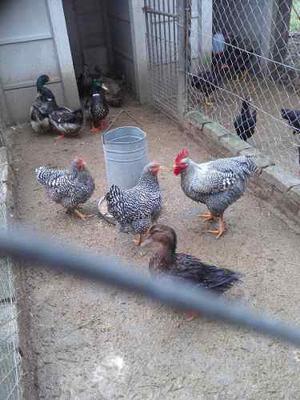Plantel De Gallinas Barradas