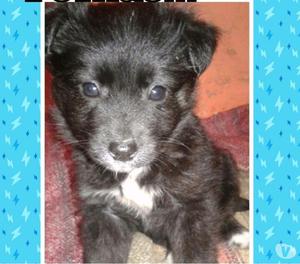 Tomás en adopcion